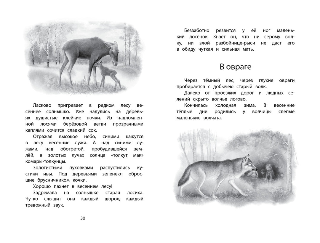 Год в лесу. Рассказы о природе-Соколов-Микитов И.-Азбука-Lookomorie