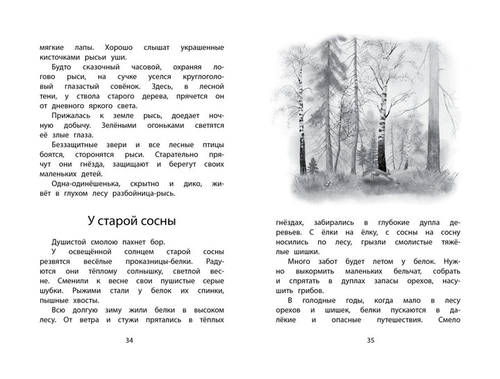 Год в лесу. Рассказы о природе-Соколов-Микитов И.-Азбука-Lookomorie